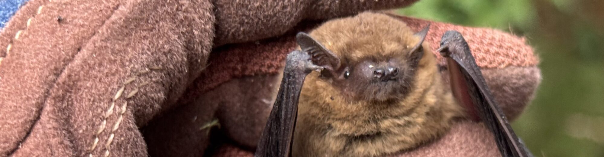 Dumfries and Galloway Bat Group